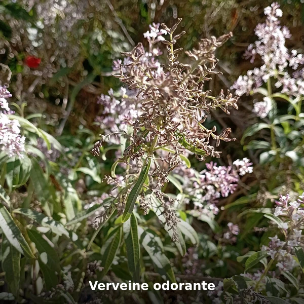 Photographie de Verveine odorante (Aloysia citrodora), source Wikimedia Commons, plante médicinale africaine documentée