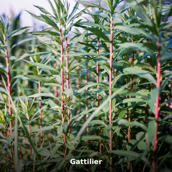 Photographie de Gattilier (Vitex agnus-castus), plante médicinale africaine reconnue pour régule le cycle hormonal féminin en phytothérapie