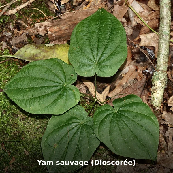 Photographie de Yam sauvage (Dioscorée) (Dioscorea villosa), source Wikimedia Commons, plante médicinale africaine documentée