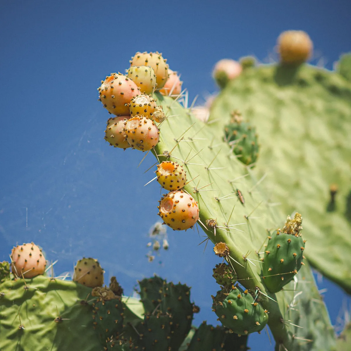Figuier de Barbarie (nopal) aux fruits mûrs et raquettes, base du jus coupe-faim riche en fibres mucilagineuses