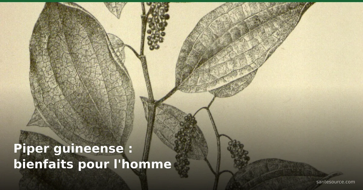 Piper guineense, le poivre pays d'Afrique de l'Ouest et ses grappes de baies, bienfaits pour l'homme