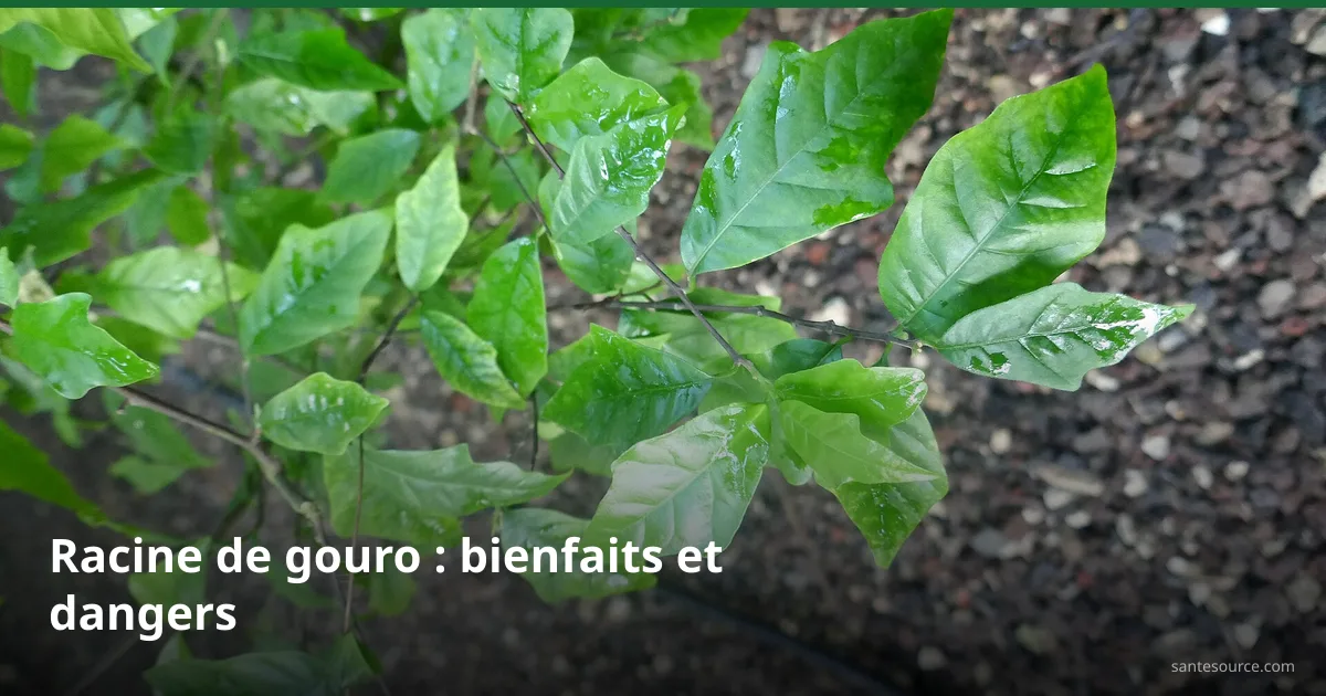Feuillage vert brillant de la racine de gouro (Turraea heterophylla), arbuste tonique ivoirien
