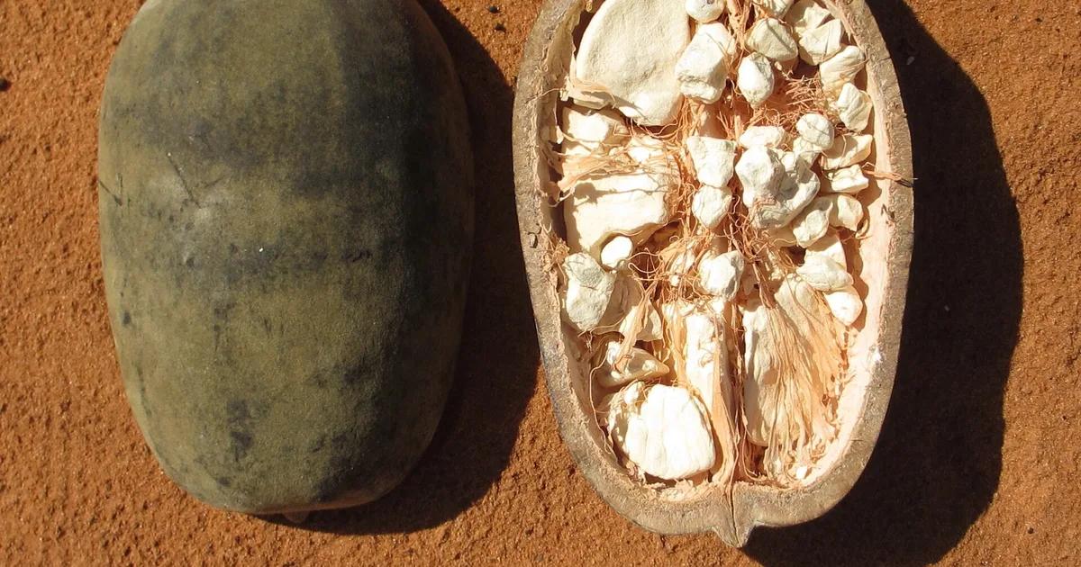Fruits ancestraux ouest-africains riches en antioxydants — pulpe de baobab (bouye), ditakh ou marché sénégalais — sources naturelles de vitamine C et polyphénols pour l'éclat de la peau