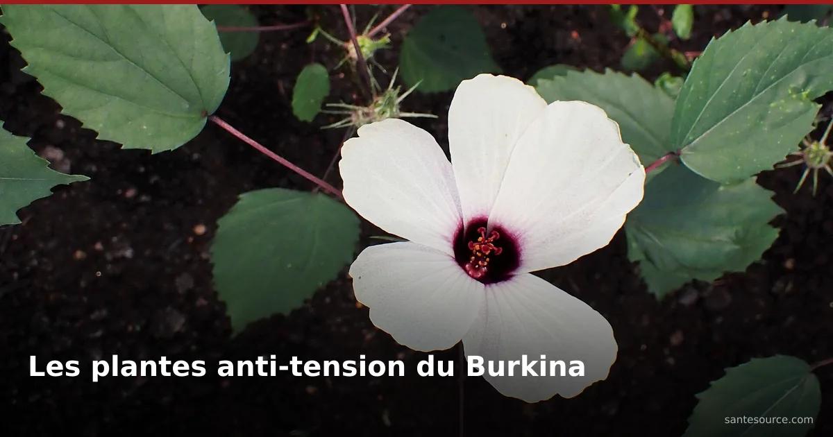 Calices rouges d'hibiscus (foléré/bissap), plante du Burkina Faso pour faire baisser la tension artérielle