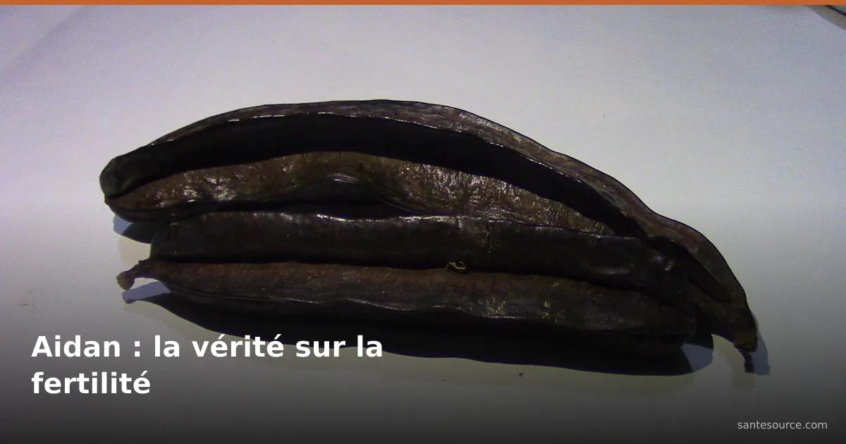 Gousses brunes et recourbées de Tetrapleura tetraptera (aidan, prekese), plante ouest-africaine à réputation de fertilité féminine