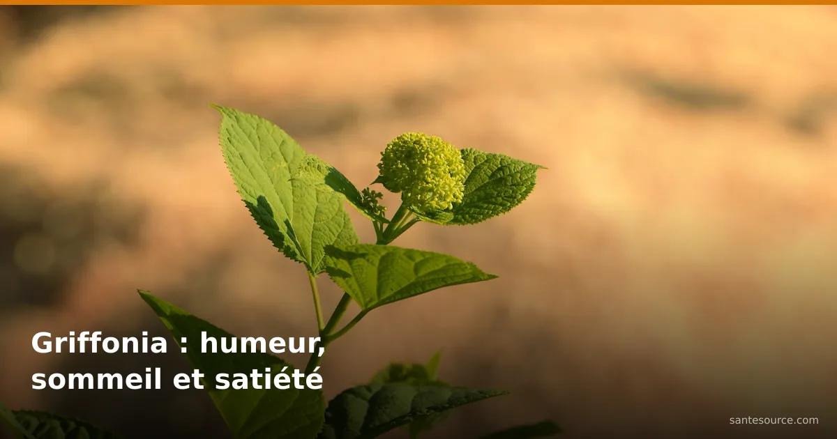 Jeune pousse de griffonia simplicifolia en fleur, plante africaine source de 5-HTP pour l'humeur et le sommeil