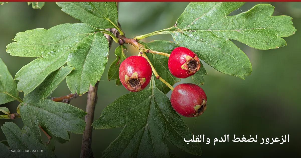 ثمار الزعرور الحمراء وأوراقه المفصّصة على الغصن — نبتة تُستعمل في المغرب لتقوية عضلة القلب ودعم ضغط الدم