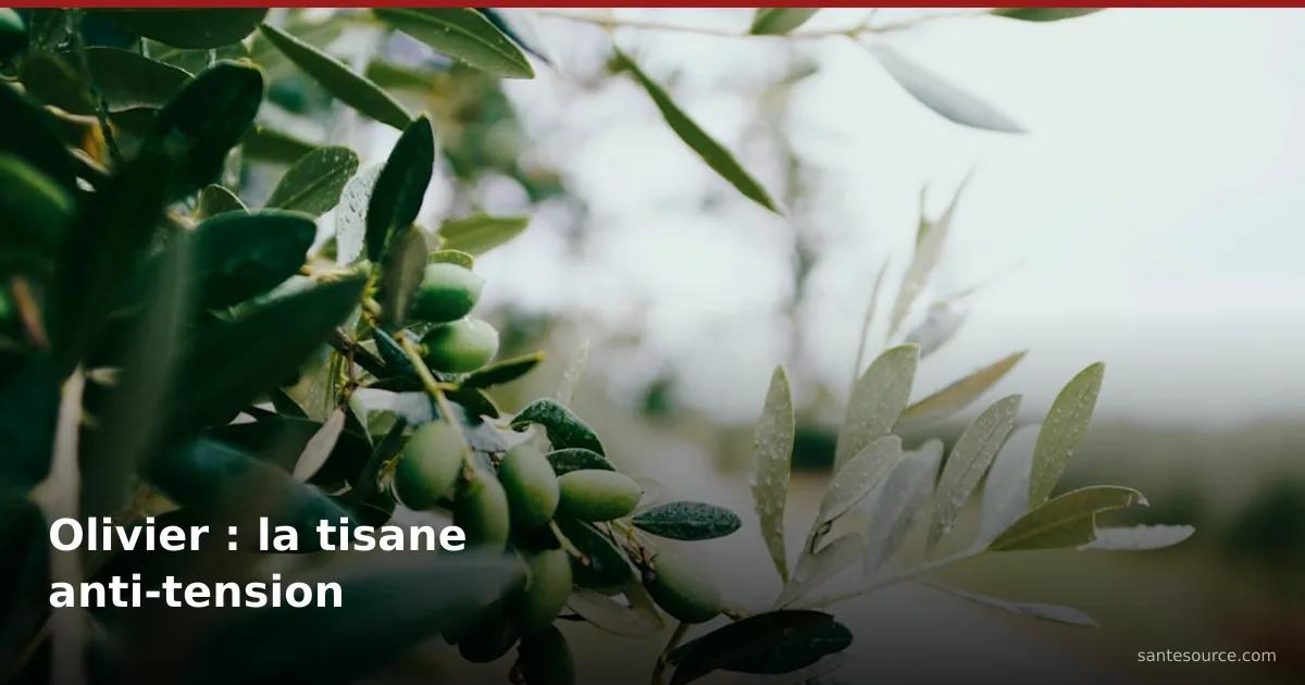 Branche d'olivier chargée d'olives vertes et de feuilles argentées, illustrant la tisane de feuille d'olivier (warqa dyal zzitoun) contre la tension artérielle au Maroc