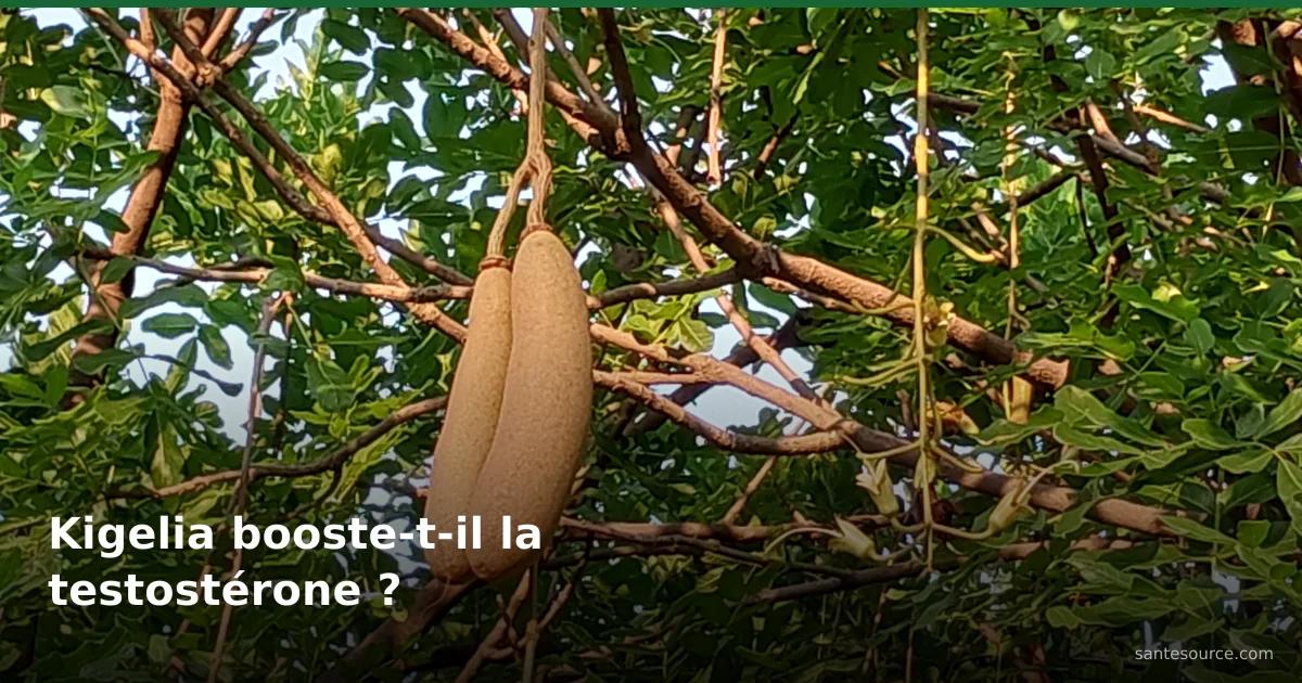 Fruits en forme de saucisse du Kigelia africana (saucissonnier) suspendus dans le feuillage vert de l'arbre