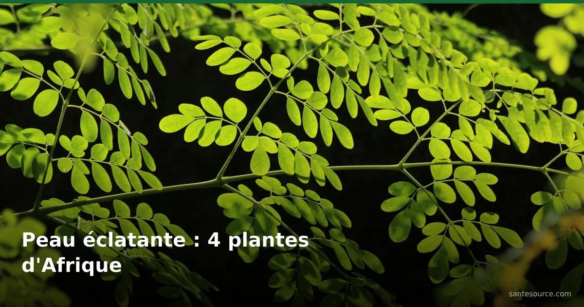 Branche de moringa aux feuilles vert vif, l'un des quatre actifs phares de la beauté africaine pour l'éclat de la peau.
