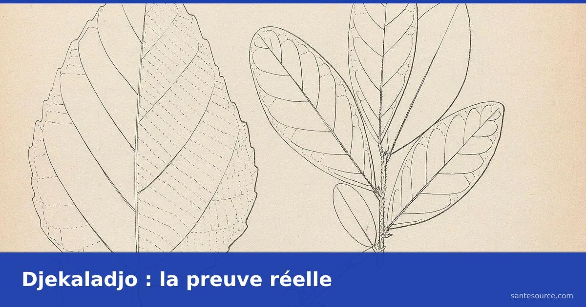 Planche botanique ancienne de l'Alchornea cordifolia montrant ses grandes feuilles en forme de cœur