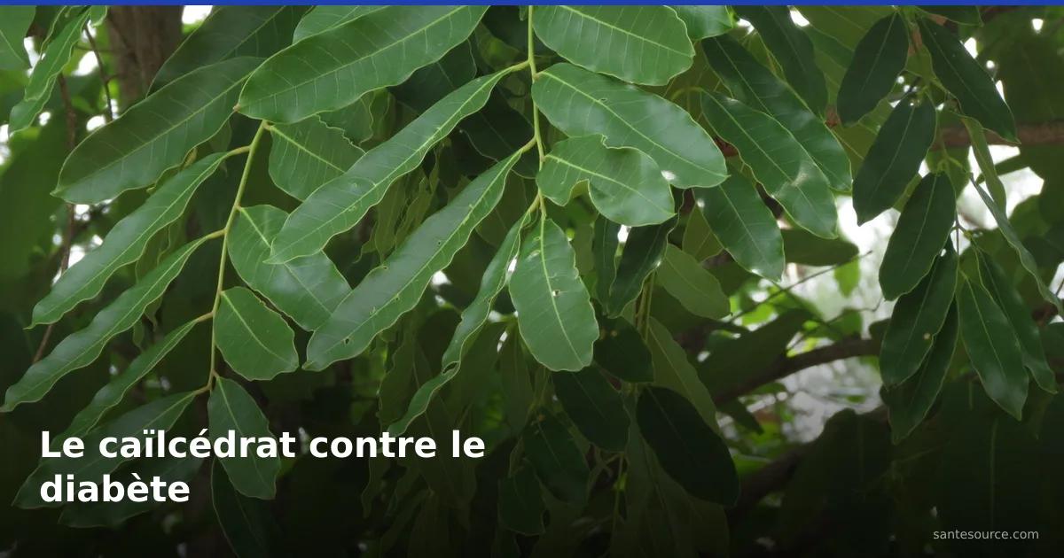 Feuillage du caïlcédrat (Khaya senegalensis), arbre médicinal du Sahel utilisé contre le diabète