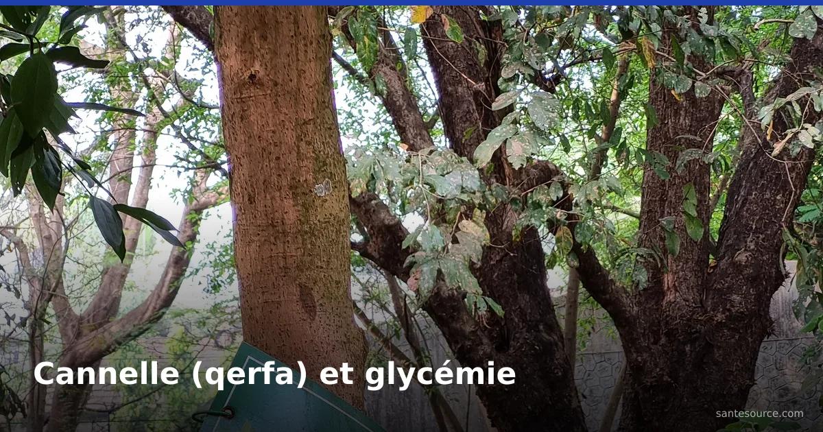 Cannelier de Ceylan (Cinnamomum verum) dont l'écorce donne la qerfa, plante étudiée pour la glycémie au Maroc