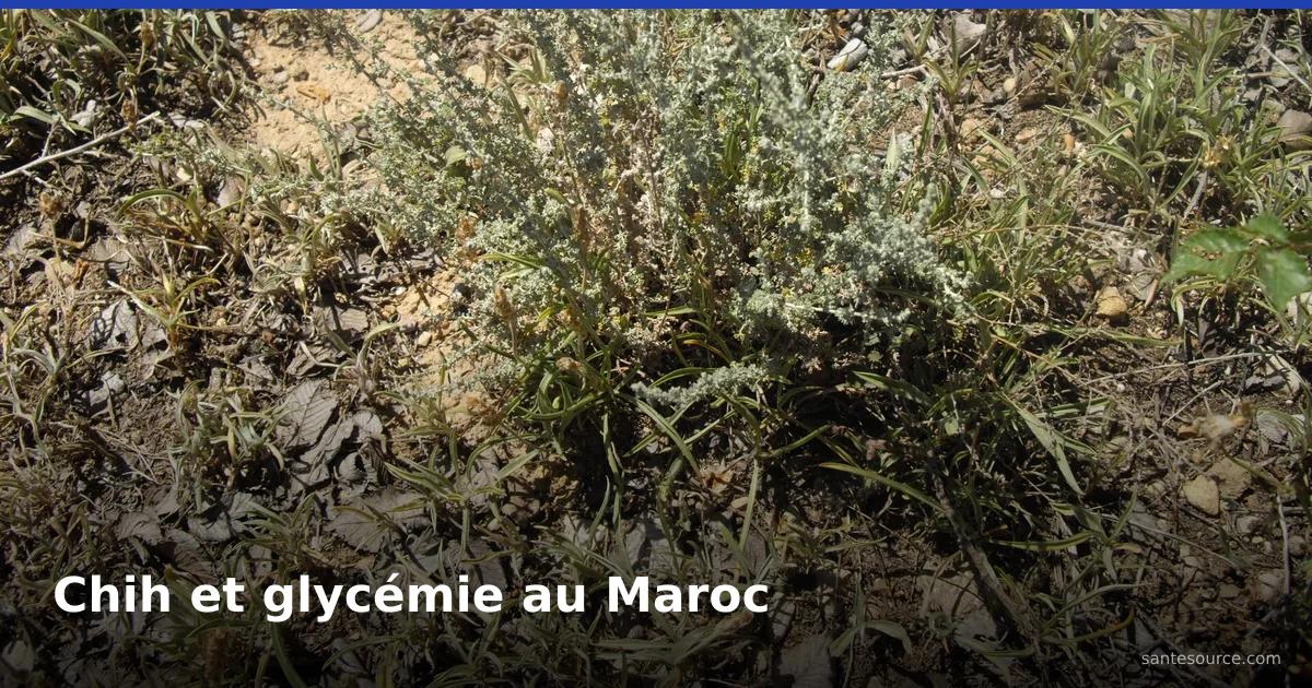 Plant sauvage de chih (Artemisia herba-alba) dans son habitat aride marocain, armoise blanche pour la glycémie