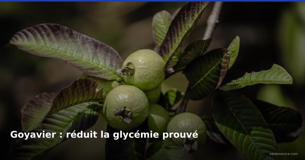 Fruits et feuilles de goyavier sur l'arbre, remède naturel pour contrôler le diabète