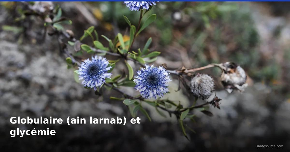 Fleurs bleues de globulaire (ain larnab) en garrigue, plante traditionnelle marocaine étudiée pour la glycémie