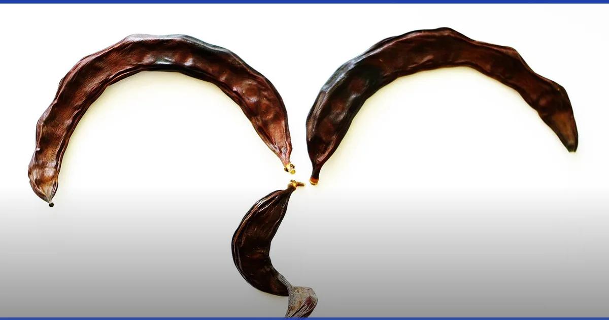 قرون الخروب البنية الجافة (Ceratonia siliqua)، بديل طبيعي للسكر لمريض السكري