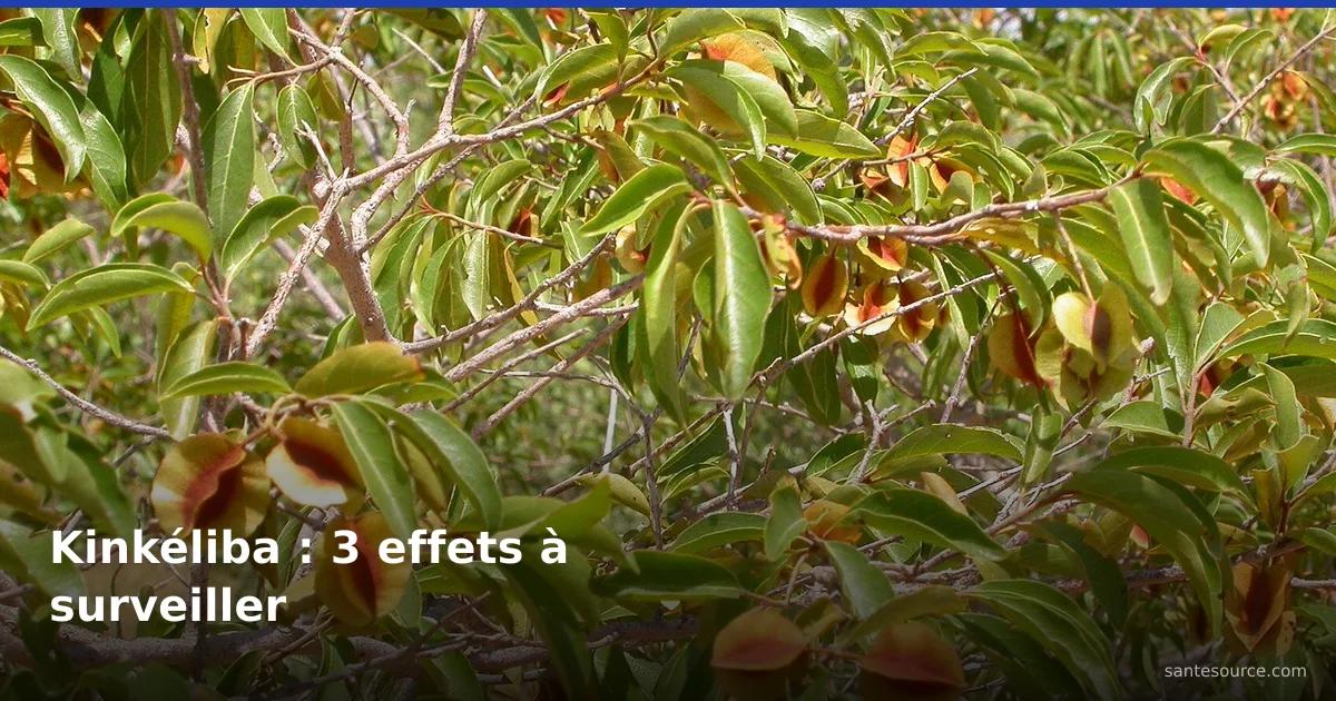 Feuillage de kinkéliba aux feuilles ovales et fruits ailés rougeâtres, plante aux effets secondaires à surveiller