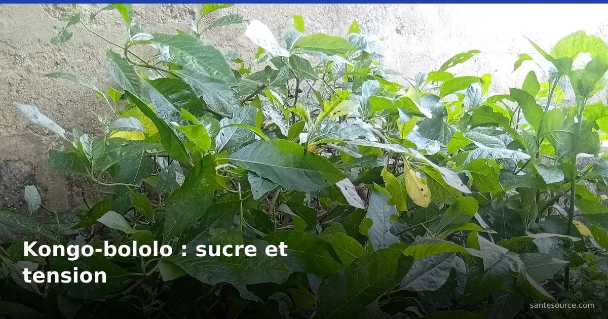 Arbuste de kongo-bololo (Vernonia amygdalina) aux feuilles vertes, plante amère pour le diabète et la tension en RDC