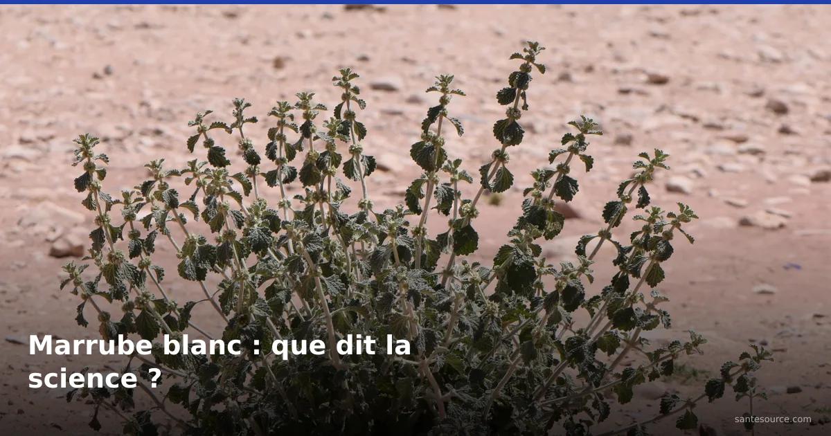 Marrube blanc (Merriwa) en touffe dans un sol aride marocain, plante étudiée pour le diabète de type 2