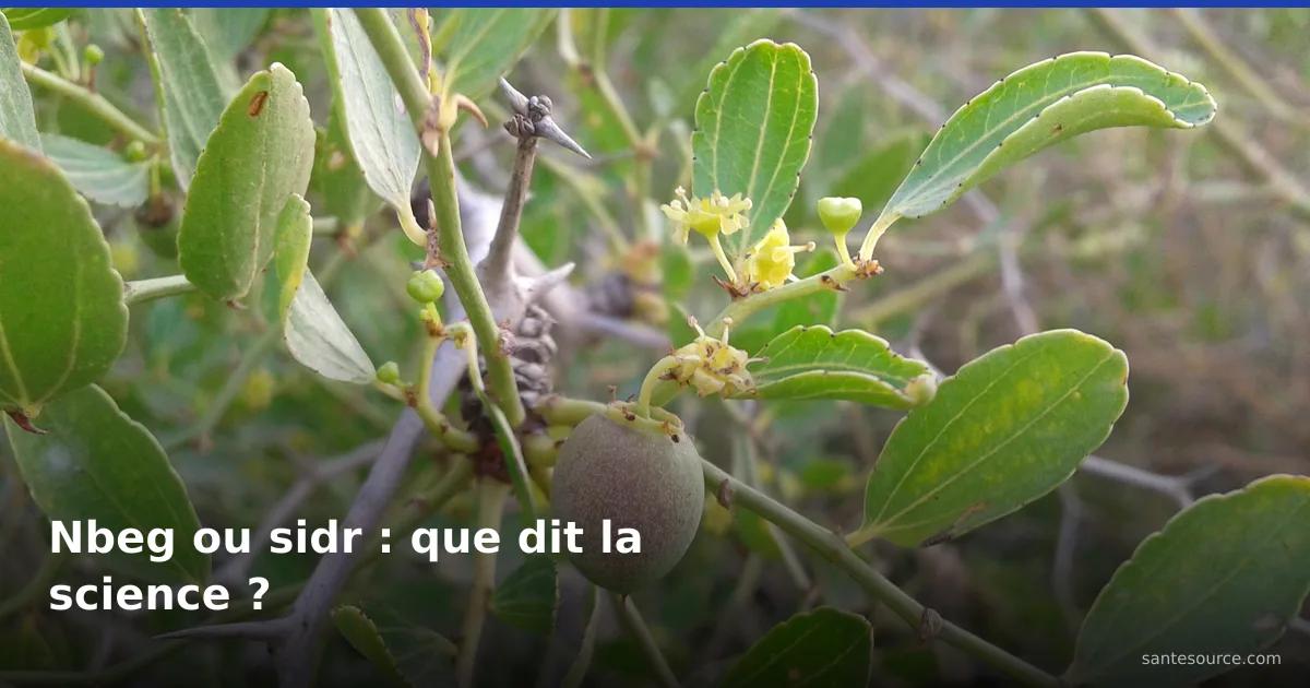 Branche de jujubier Ziziphus lotus portant feuilles de sidr, épines et un fruit nbeg en formation
