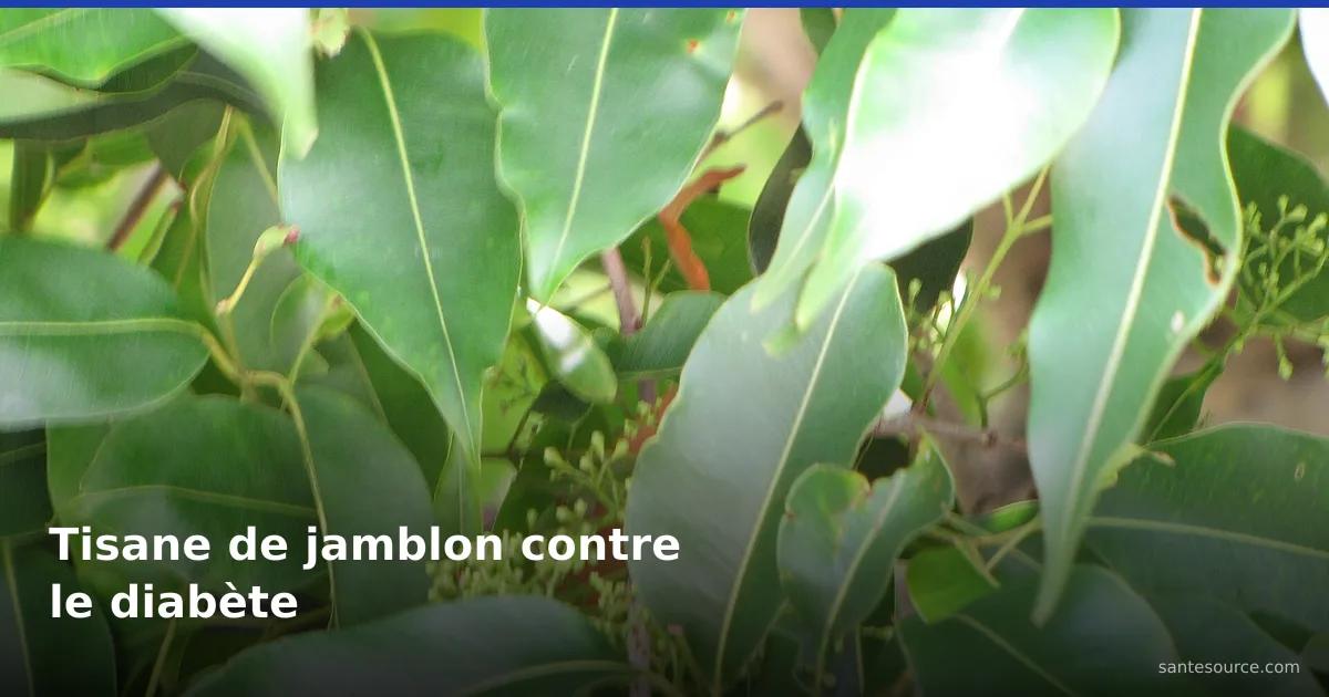 Feuilles de jamblon (Syzygium cumini), plante employée en tisane contre le diabète au Togo