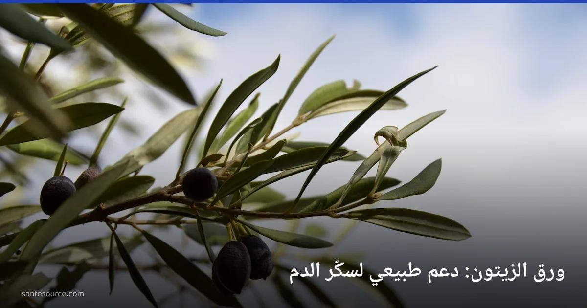غصن زيتون بأوراقه الخضراء الطويلة وثماره الداكنة على خلفية السماء
