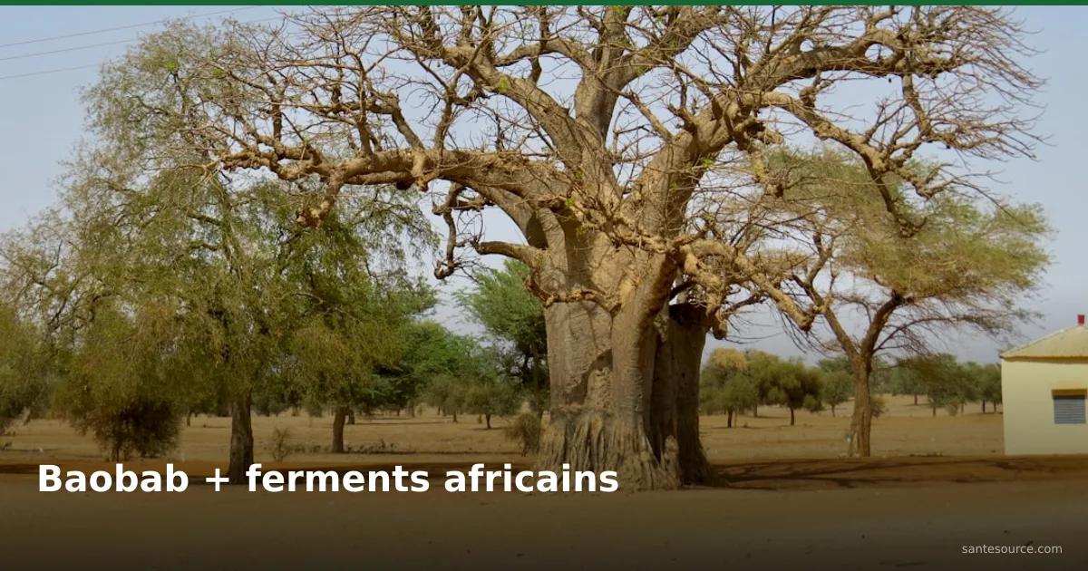 Baobab géant du Sahel sénégalais en pleine saison sèche, source de poudre prébiotique pour le microbiote intestinal africain