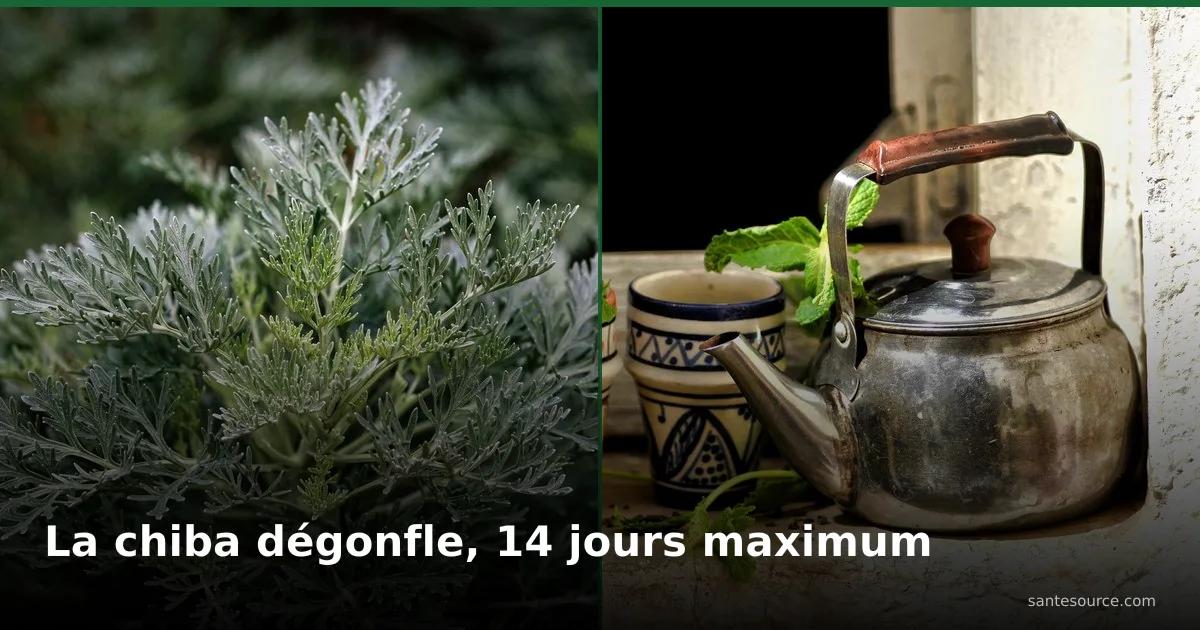 Armoise blanche (chiba) gris-vert et braad marocain en étain avec menthe, remède du ventre gonflé