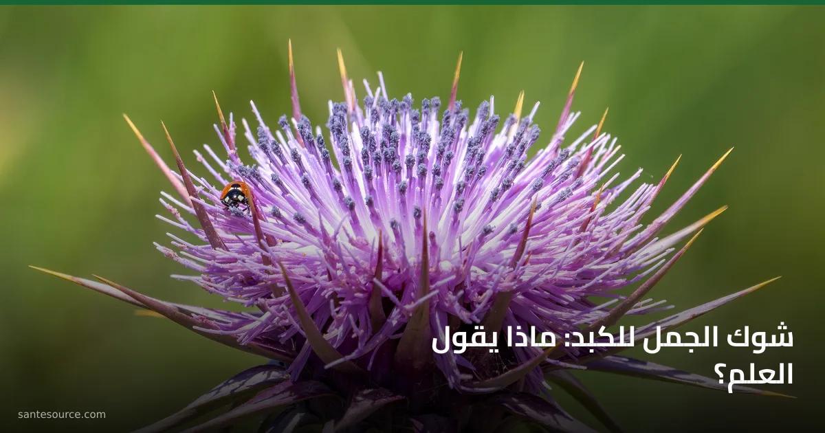 زهرة شوك الجمل (Silybum marianum) البنفسجية بأشواكها المميّزة، النبتة التي يُستخرج منها السيليمارين لدعم الكبد.