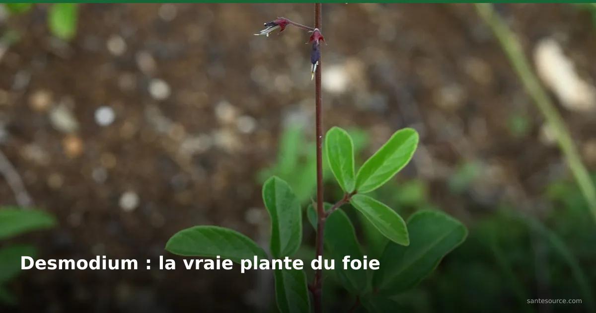 Tige feuillée de desmodium (Desmodium adscendens) poussant au ras du sol sur terre latéritique ouest-africaine, plante traditionnelle du foie
