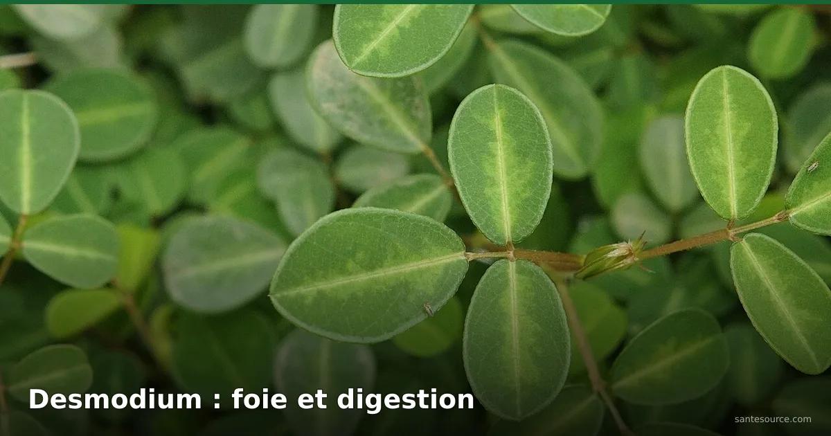Feuilles trifoliees de desmodium, plante utilisee en decoction pour soutenir le foie et la digestion