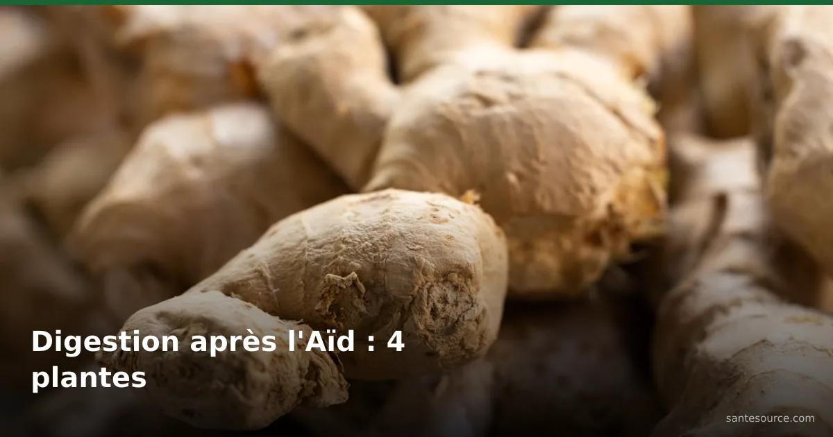 Rhizomes de gingembre frais, plante digestive contre les lourdeurs après l'Aïd