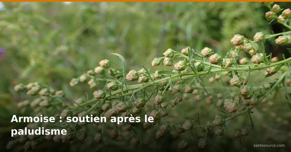 Branche d'Artemisia annua en fleur, plante de l'armoise utilisée en accompagnement après le paludisme