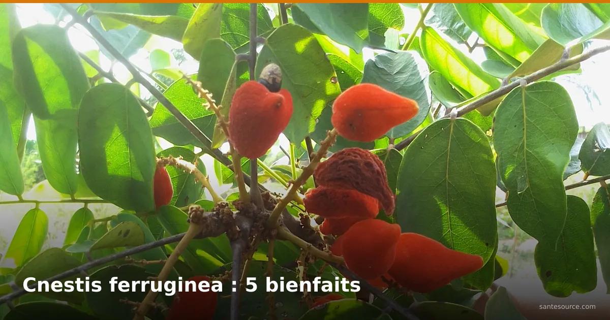 Fruits rouges de Cnestis ferruginea (akan-fié) sur l'arbuste, plante énergisante d'Afrique de l'Ouest