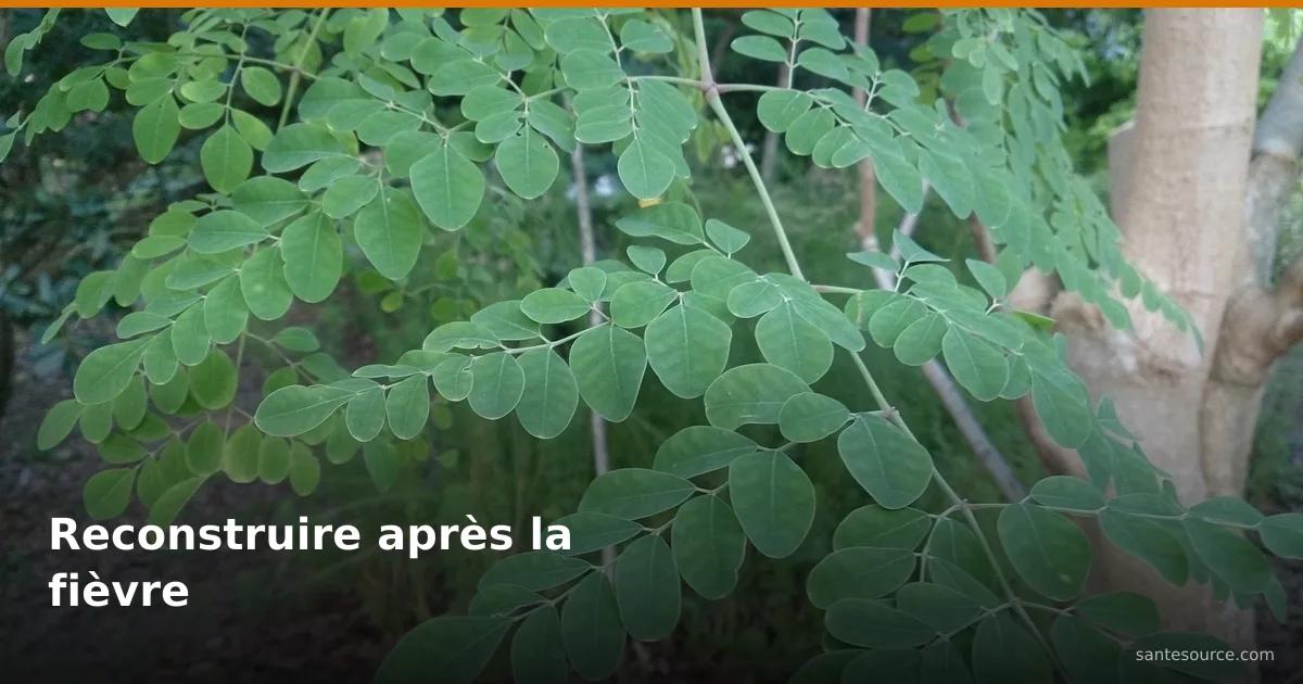 Feuillage frais de moringa, plante clé de la convalescence après un épisode fébrile en hivernage