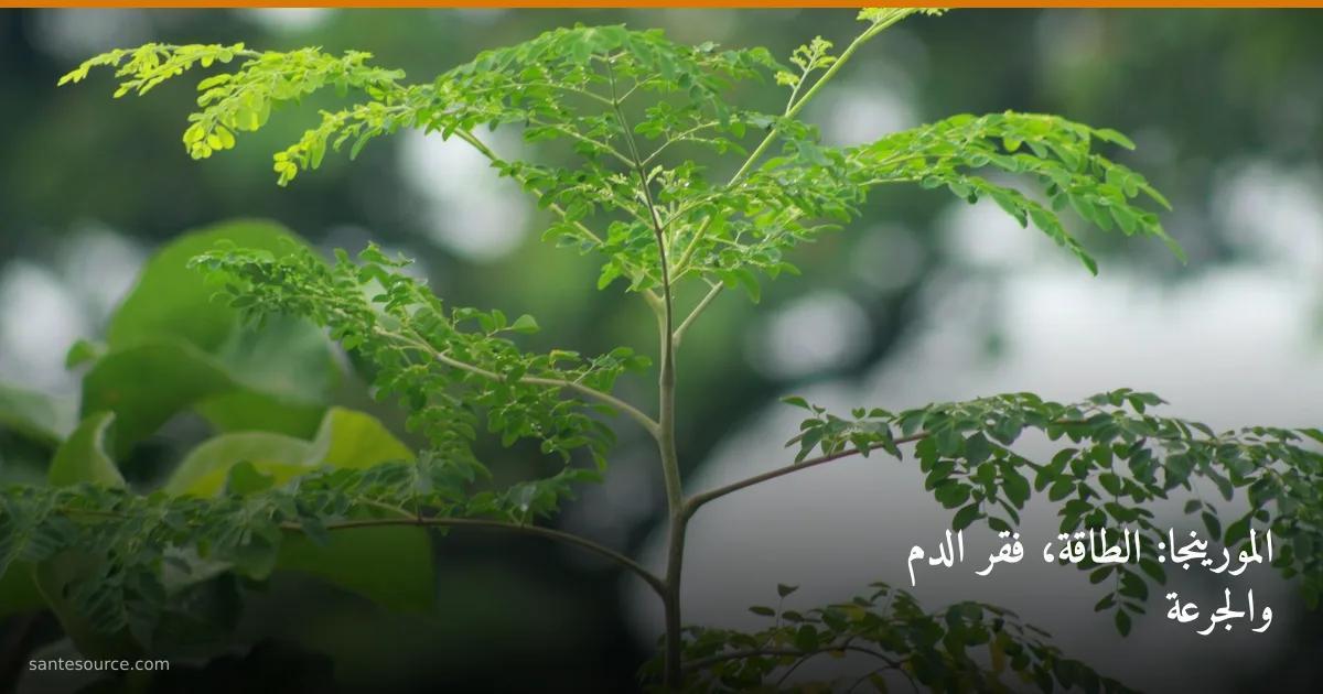 نبتة المورينجا الطازجة الخضراء، مصدر طبيعي للطاقة والحديد لمحاربة فقر الدم والتعب