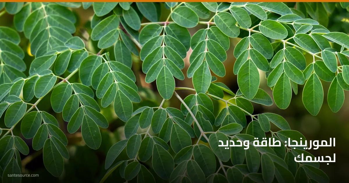 أوراق المورينجا الخضراء الطازجة على الشجرة، مصدر طبيعي للطاقة والحديد