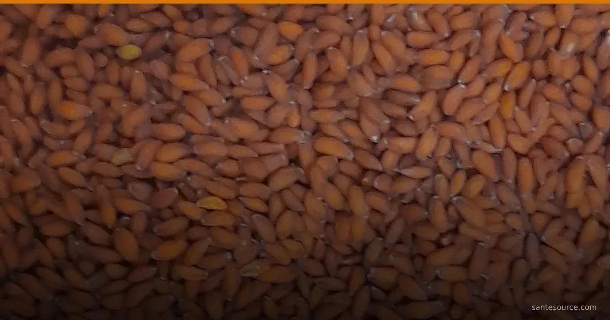 بذور حب الرشاد الحمراء الغنية بالحديد لمحاربة التعب واستعادة الطاقة في المغرب