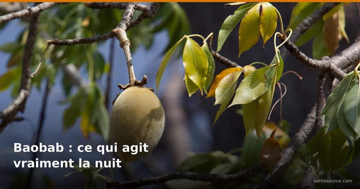 Fruit de baobab suspendu à sa branche, source de la pulpe riche en fibres pour le sommeil