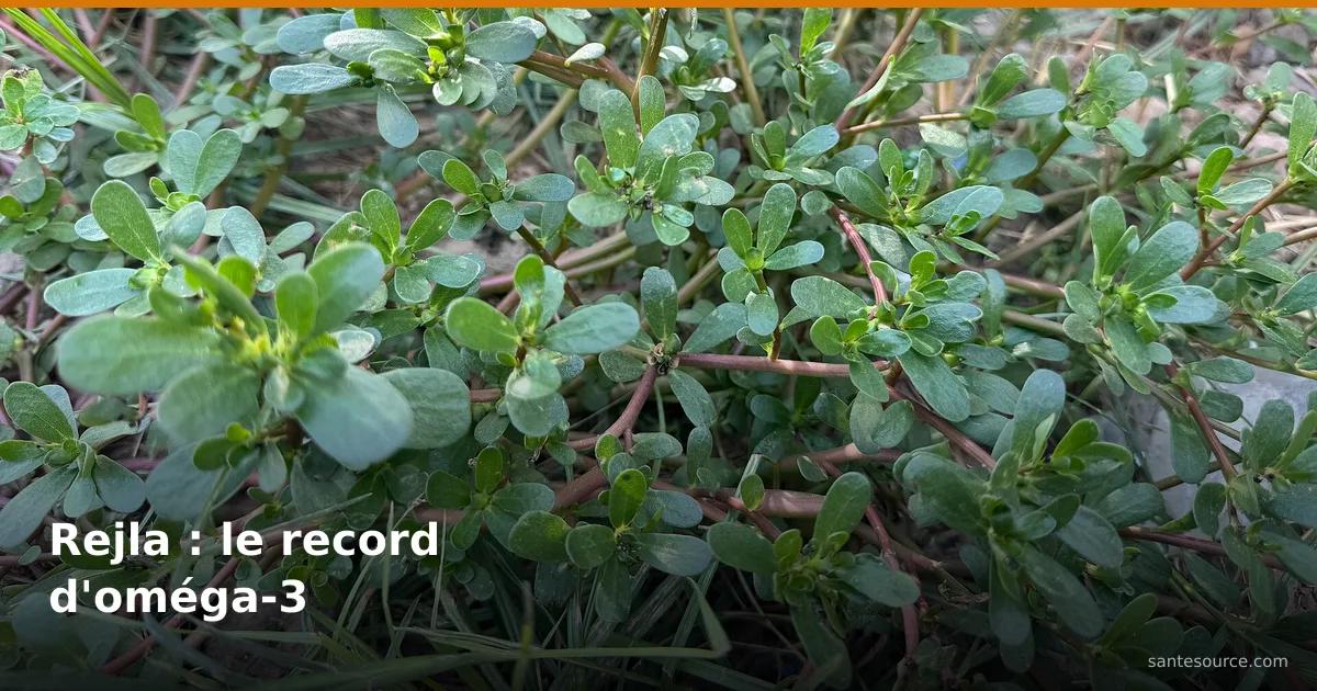 Tapis de pourpier aux tiges rouges, la rejla, légume-feuille le plus riche en oméga-3