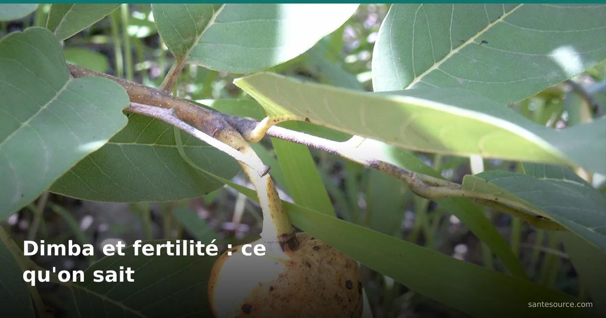 Feuilles et fruit jaune de l'Annona senegalensis (dimba), plante traditionnelle ivoirienne liée à la fertilité