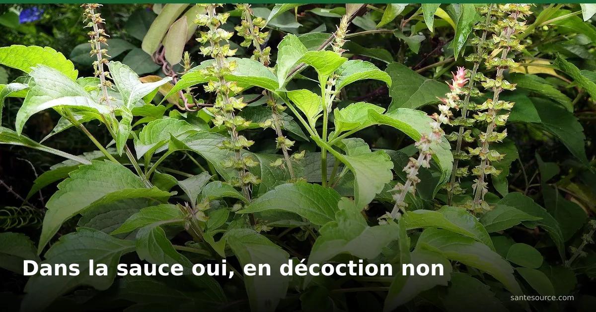 Feuilles et épis de basilic africain (Ocimum gratissimum), le tchayo consommé en Côte d'Ivoire