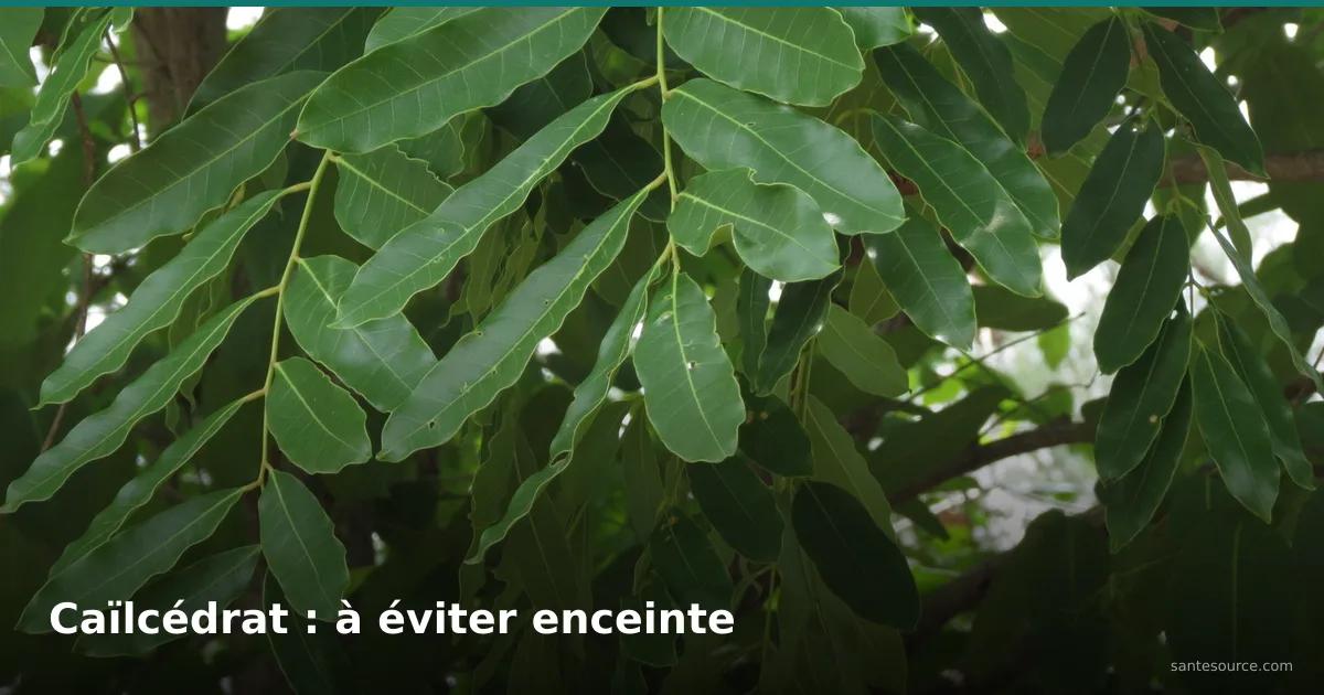 Feuilles composées de caïlcédrat (Khaya senegalensis), plante déconseillée pendant la grossesse au Sénégal