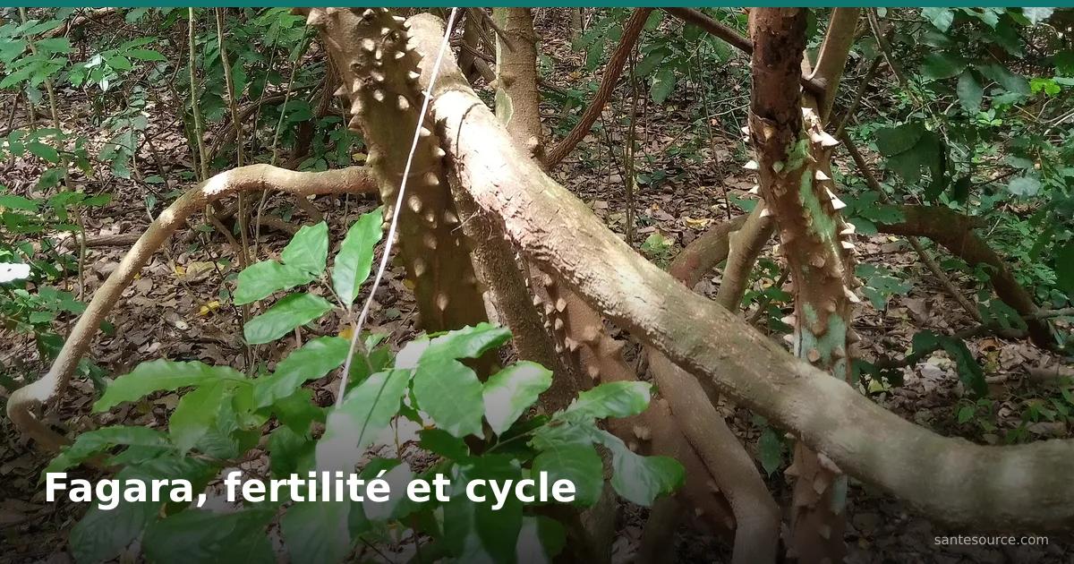 Arbuste épineux de fagara (Zanthoxylum zanthoxyloides), racine ouest-africaine traditionnelle du cycle menstruel