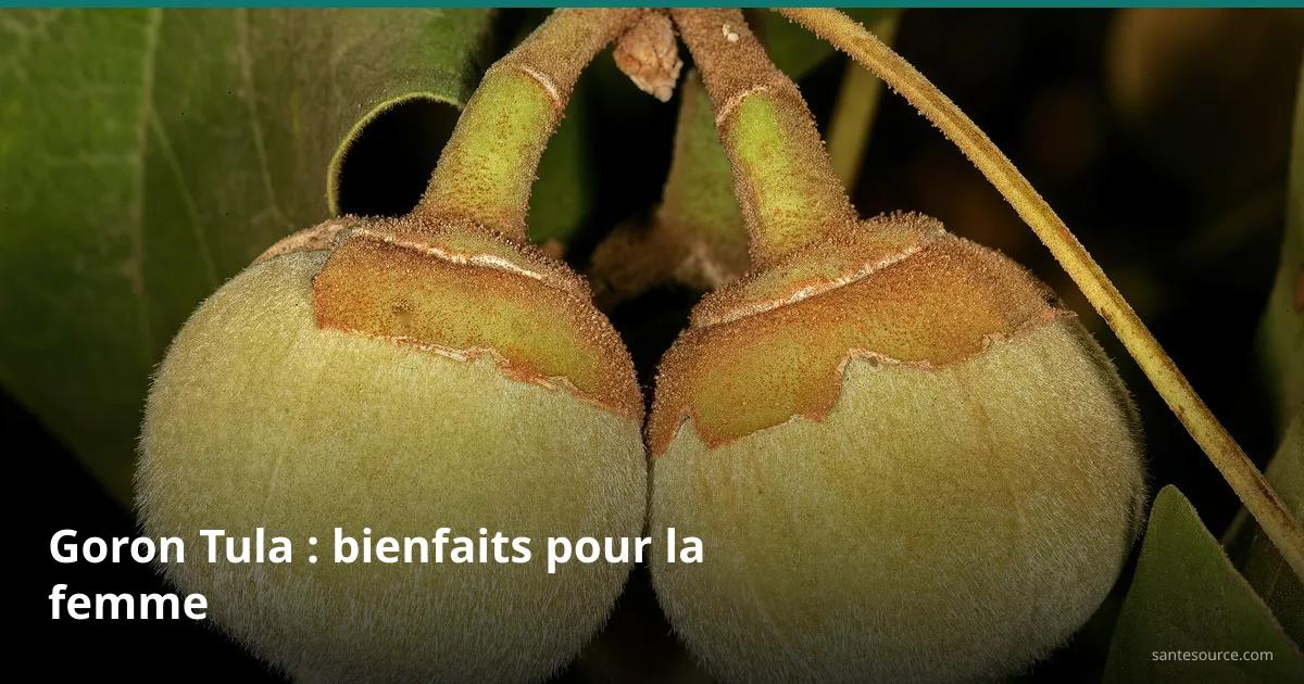 Fruits duveteux de Goron Tula (Azanza garckeana) sur la branche, remède féminin traditionnel du Sahel