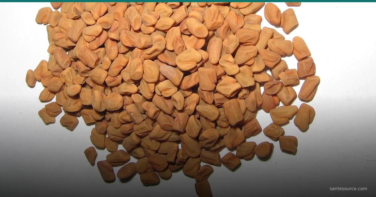 بذور الحلبة الذهبية، نبات تقليدي يُستعمل لدعم الخصوبة عند المرأة بالمغرب