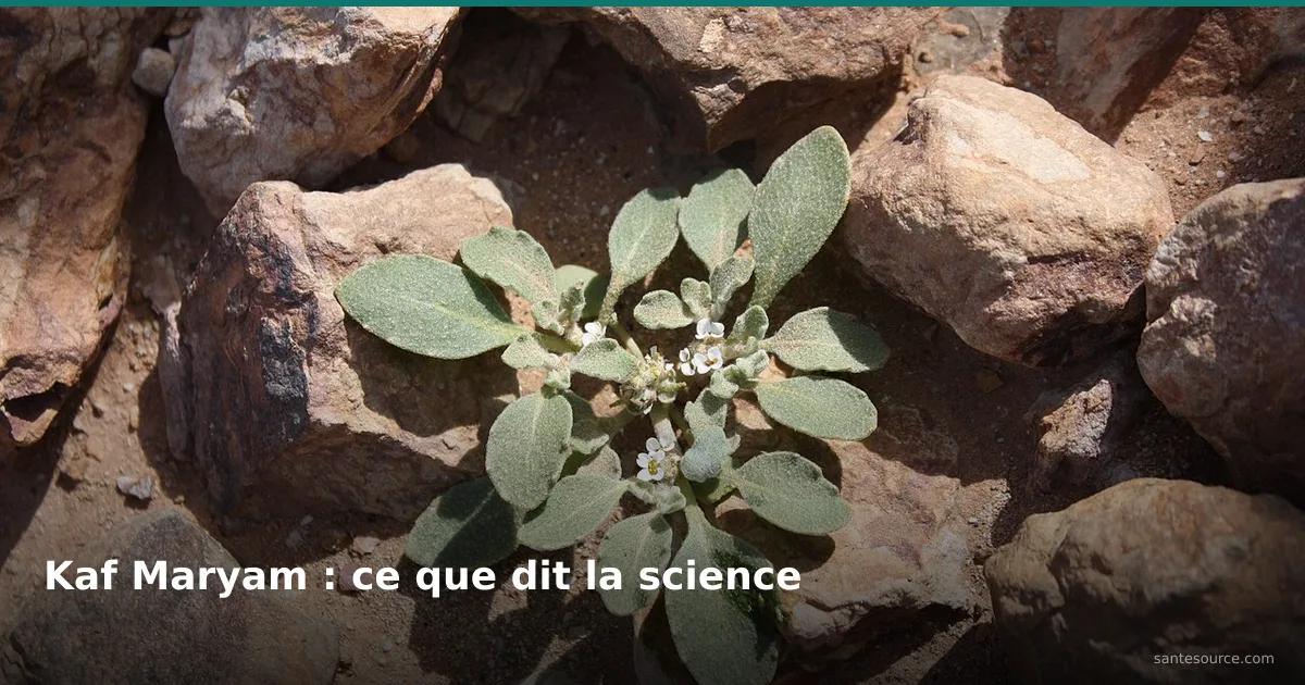 Plante Kaf Maryam (Anastatica hierochuntica) en fleur sur sol rocailleux, remède traditionnel de fertilité au Maroc