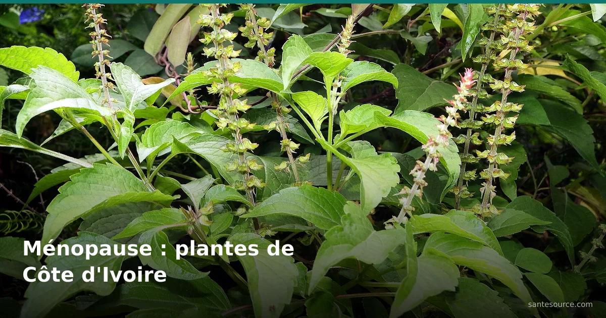 Basilic africain (Ocimum gratissimum) en fleur, plante citée contre la ménopause en Côte d'Ivoire