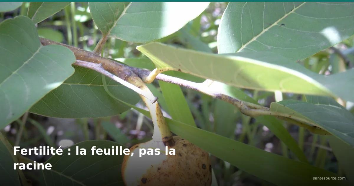 Fruit et feuilles de pomme cannelle sauvage (Annona senegalensis), plante liée à la fertilité au Sénégal